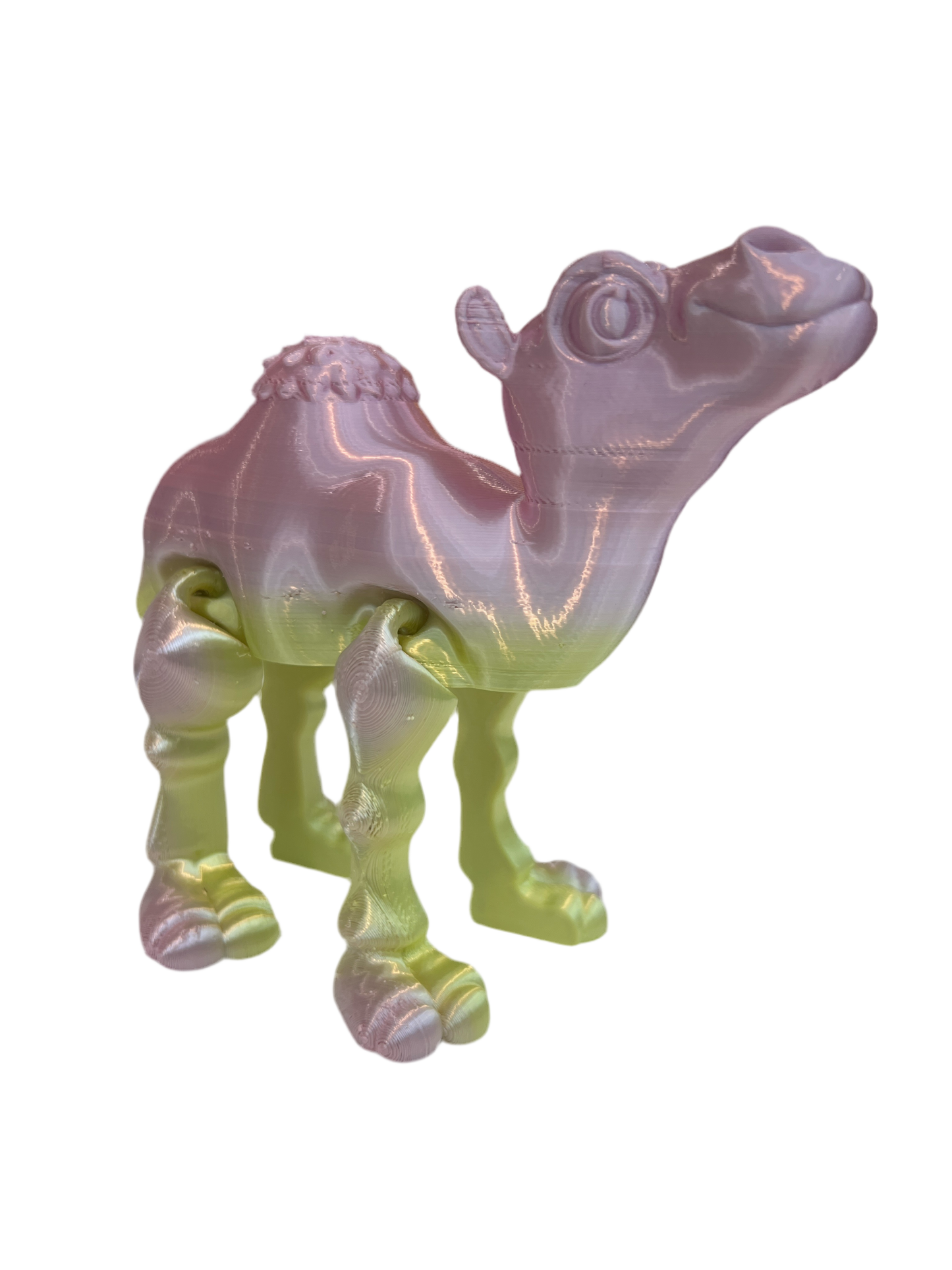 Camels