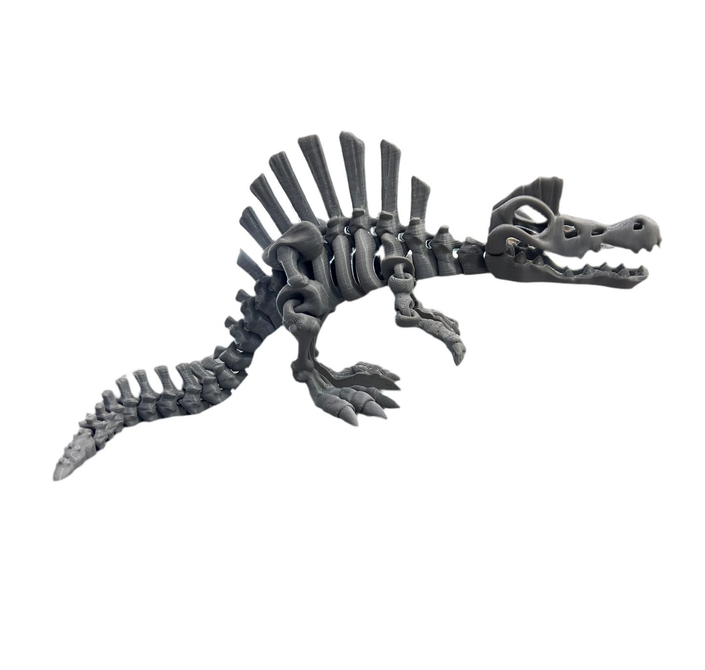 Spinosaurus Skeleton