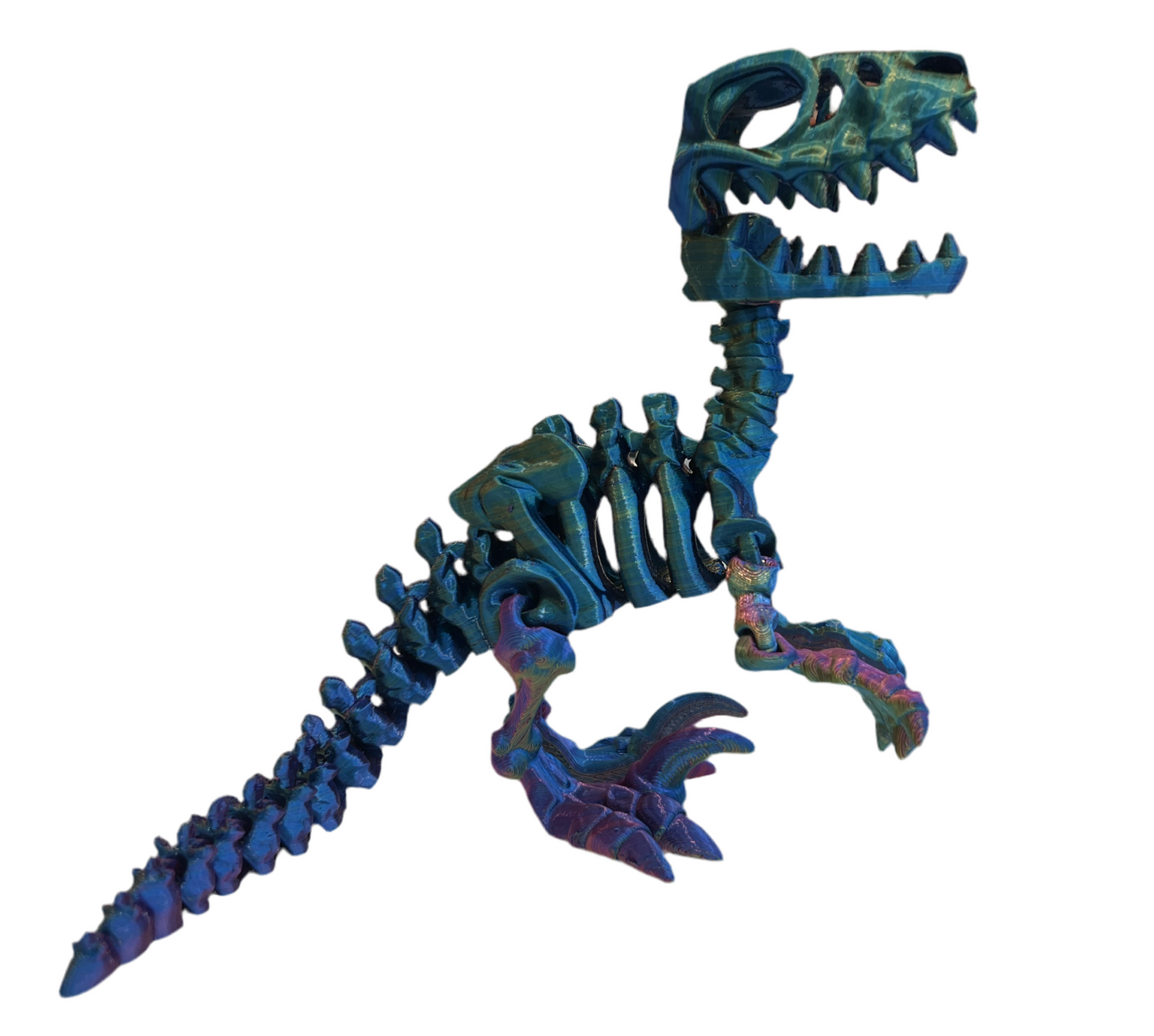 Raptor Skeleton