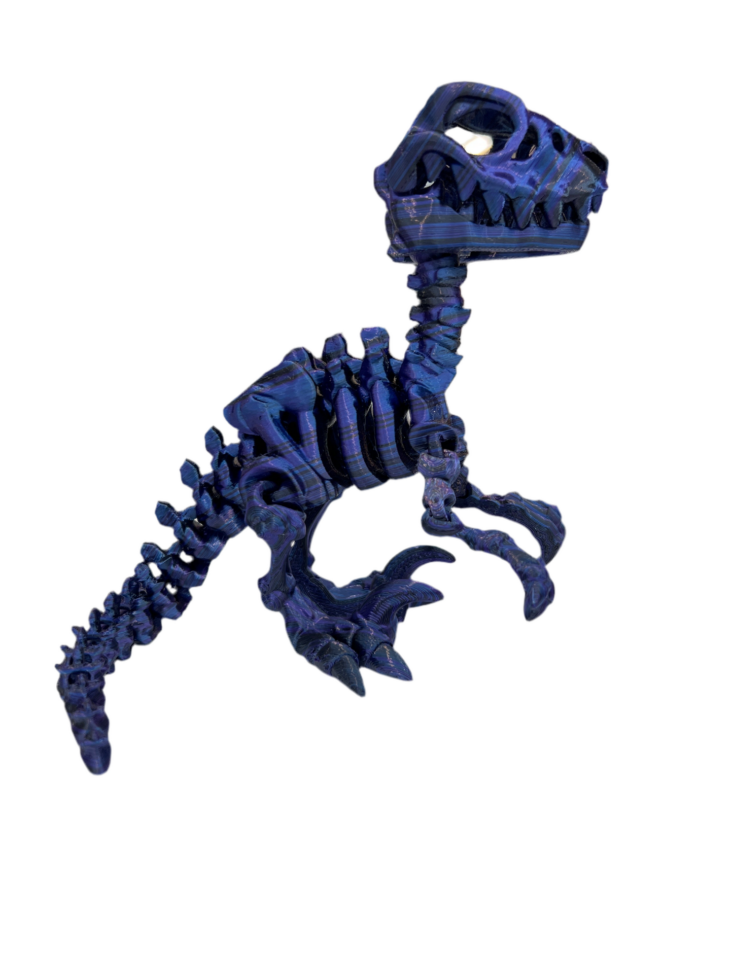 Raptor Skeleton