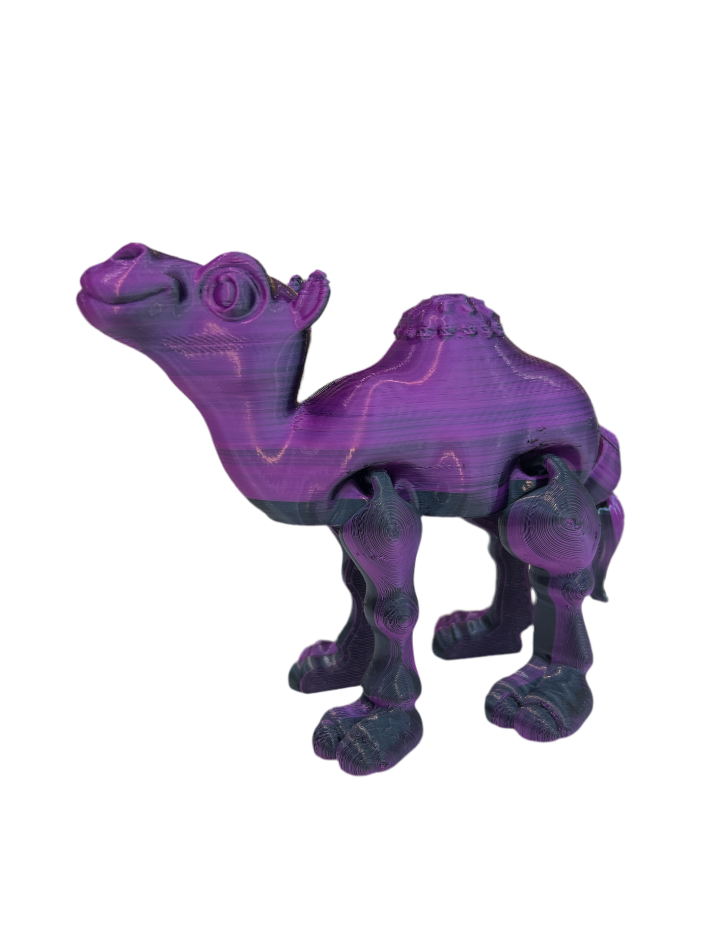 Camels