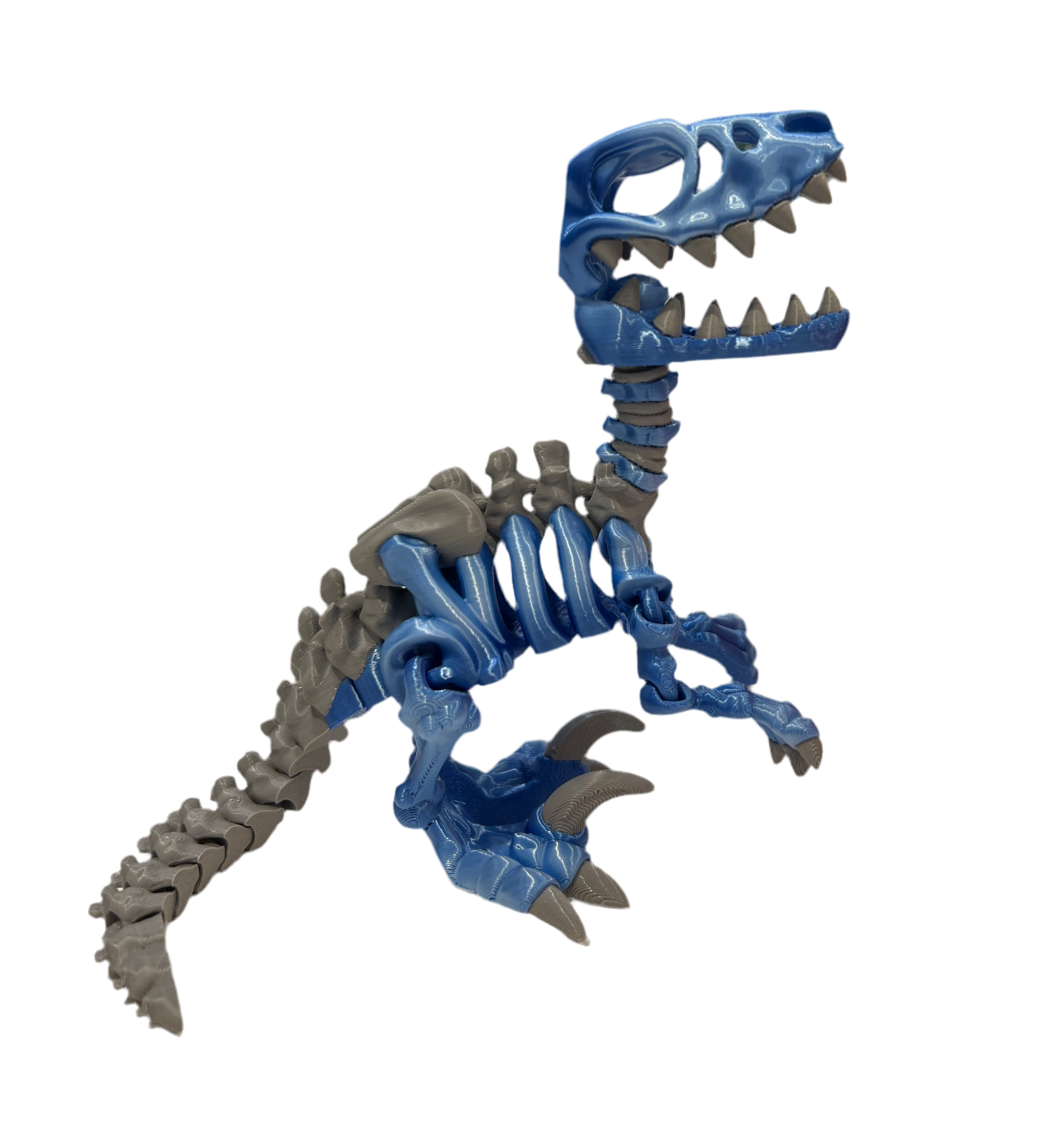 Raptor Skeleton