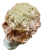 Skull - Extra Large