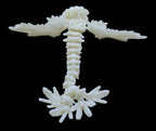 Baby Flying Serpents