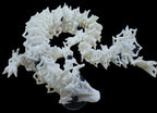Spiderweb Dragons