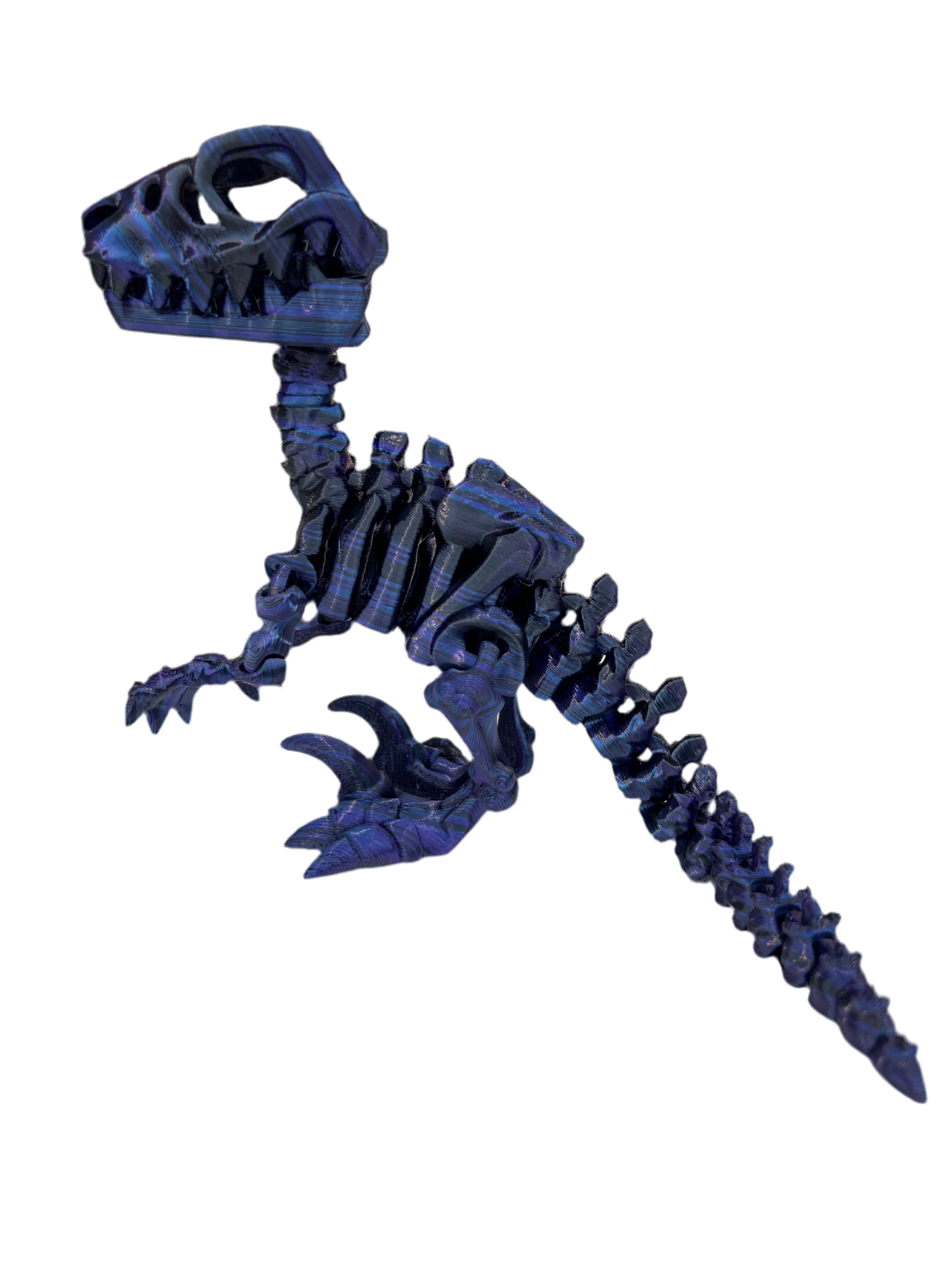 Raptor Skeleton