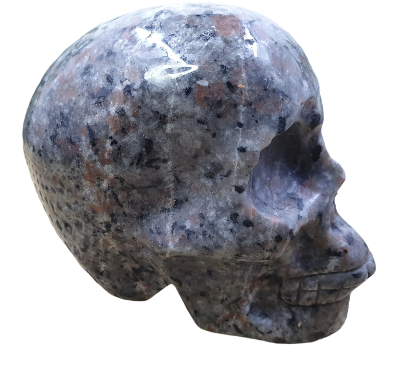 Yooperlite Skull