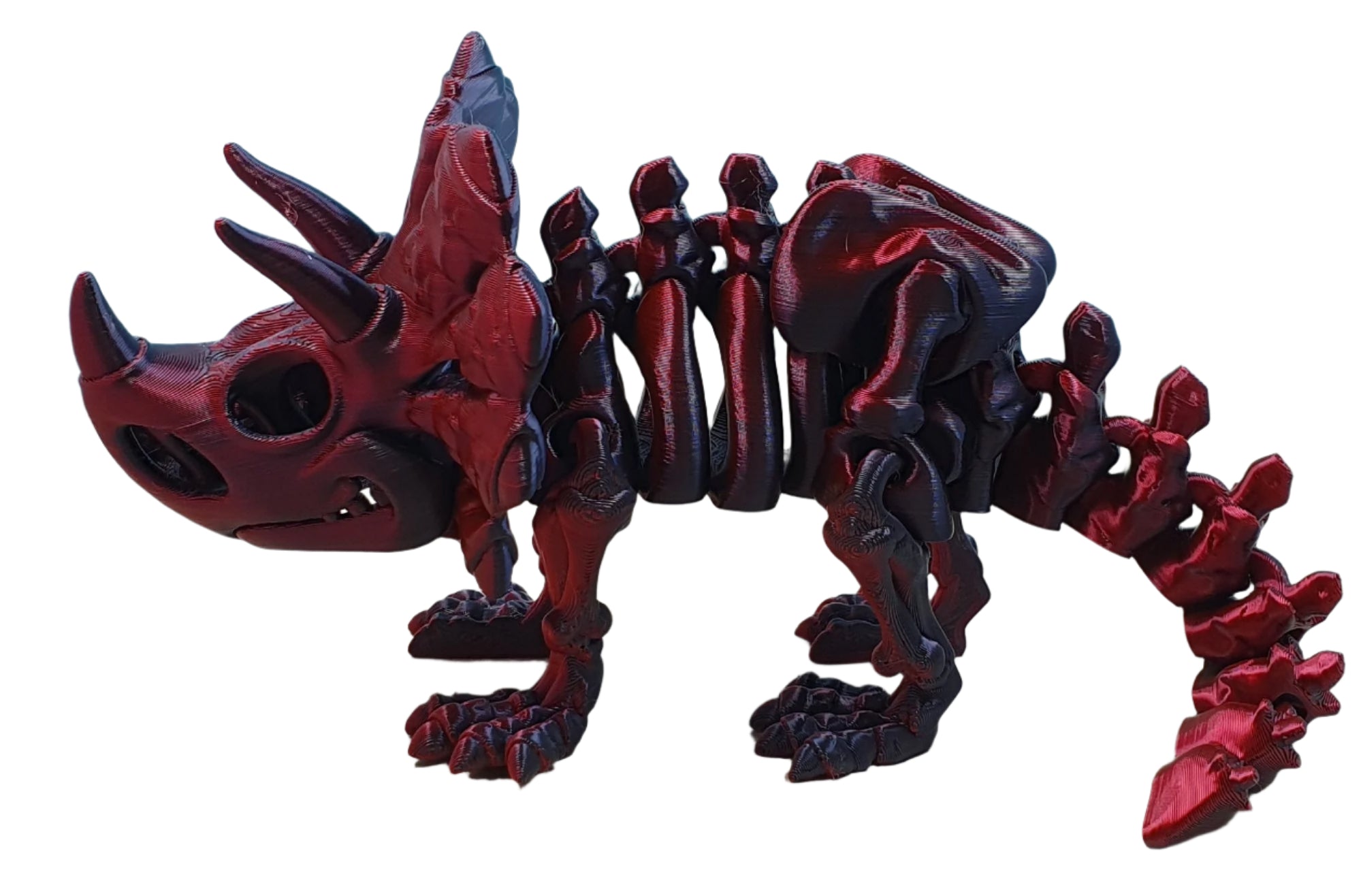Triceratops Skeleton