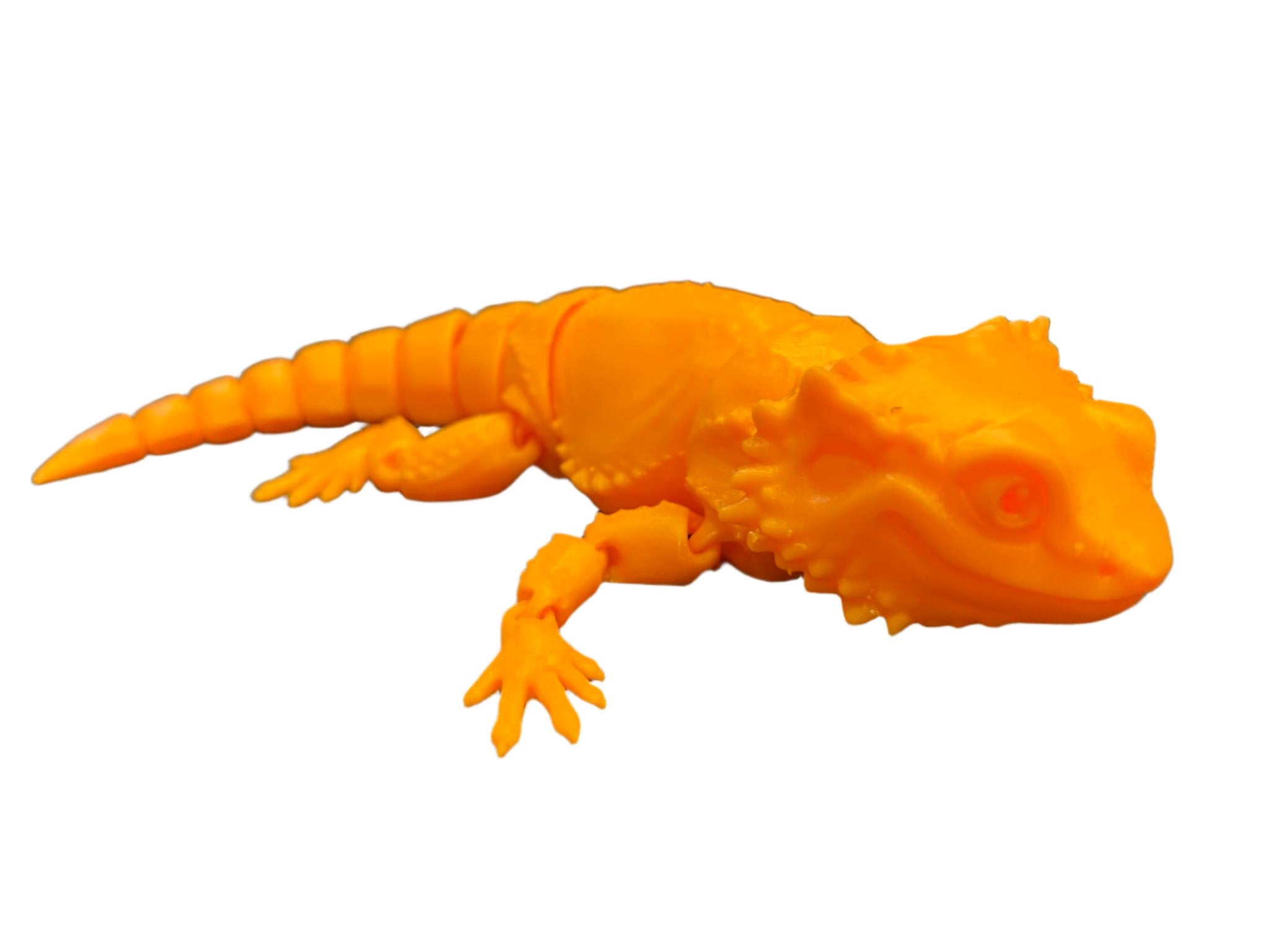 Bearded Dragons