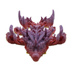 Baby Coral Reef Dragon