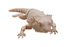 Baby Bearded Dragons