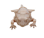 Baby Bearded Dragons