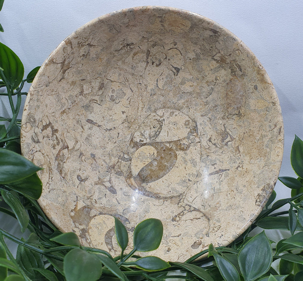 Fossil Coral Bowl #1