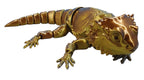 Bearded Dragons