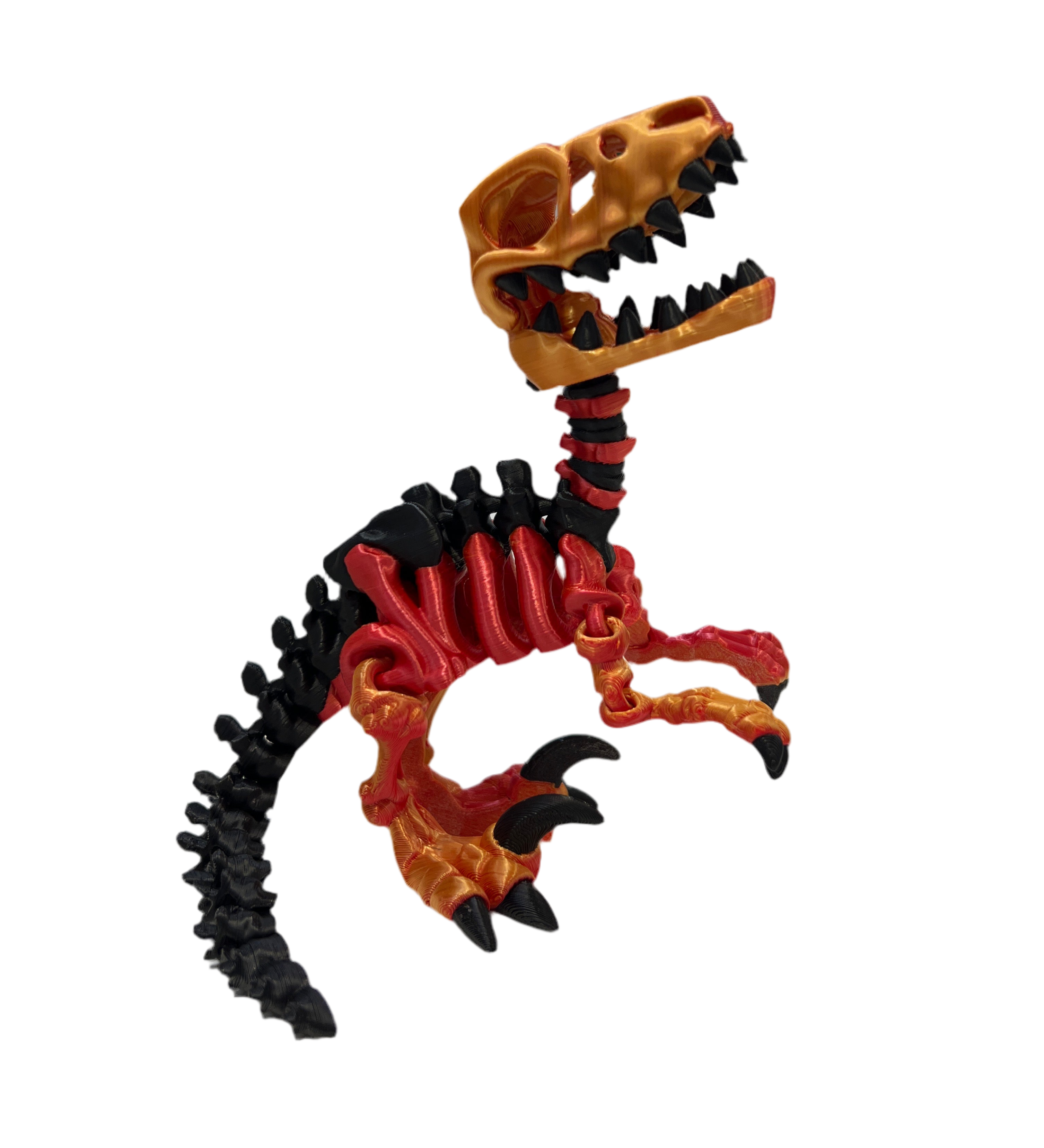 Raptor Skeleton
