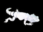 Bearded Dragons