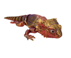 Baby Bearded Dragons