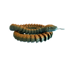 Snakes