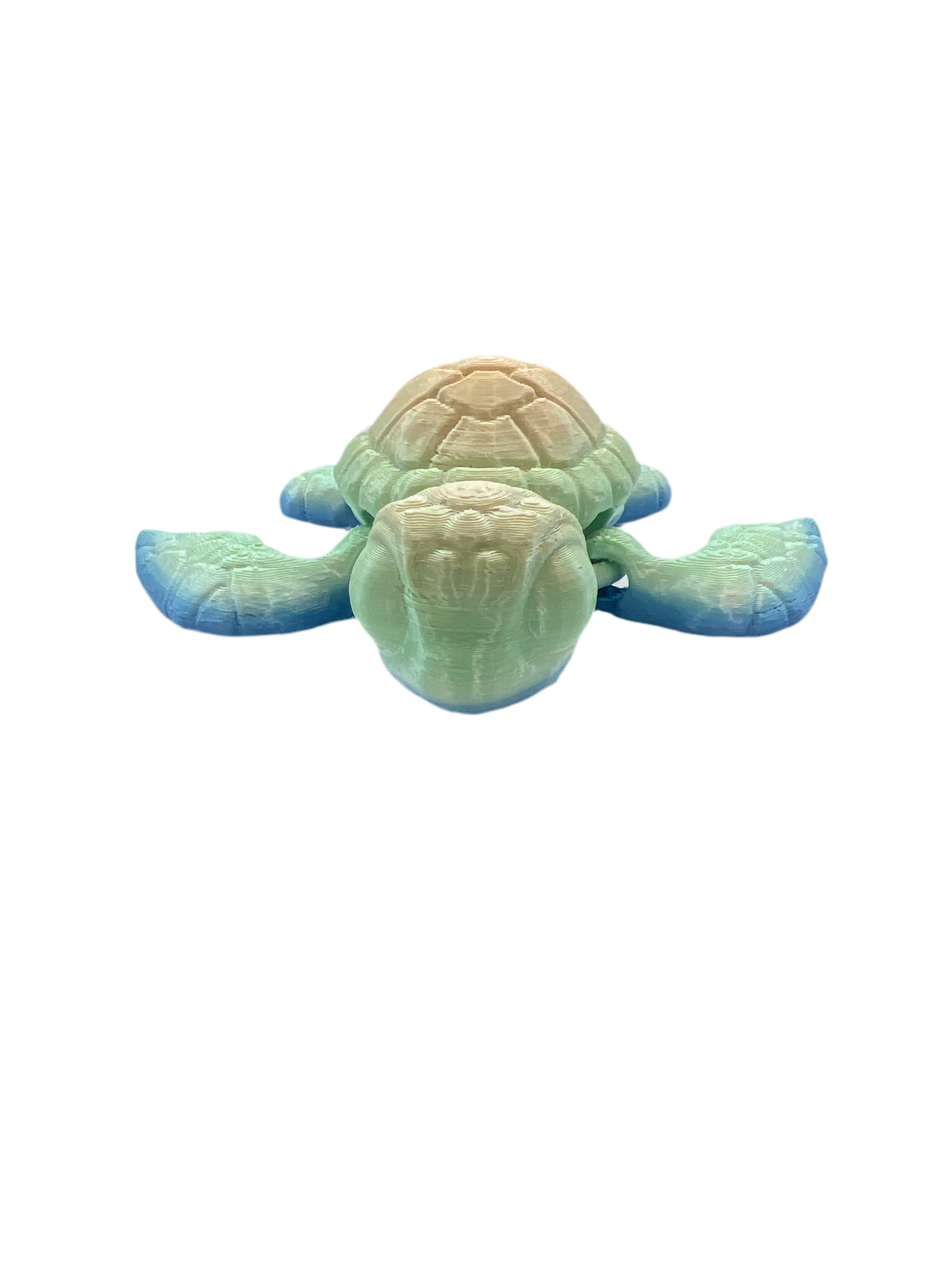 Turtle #1