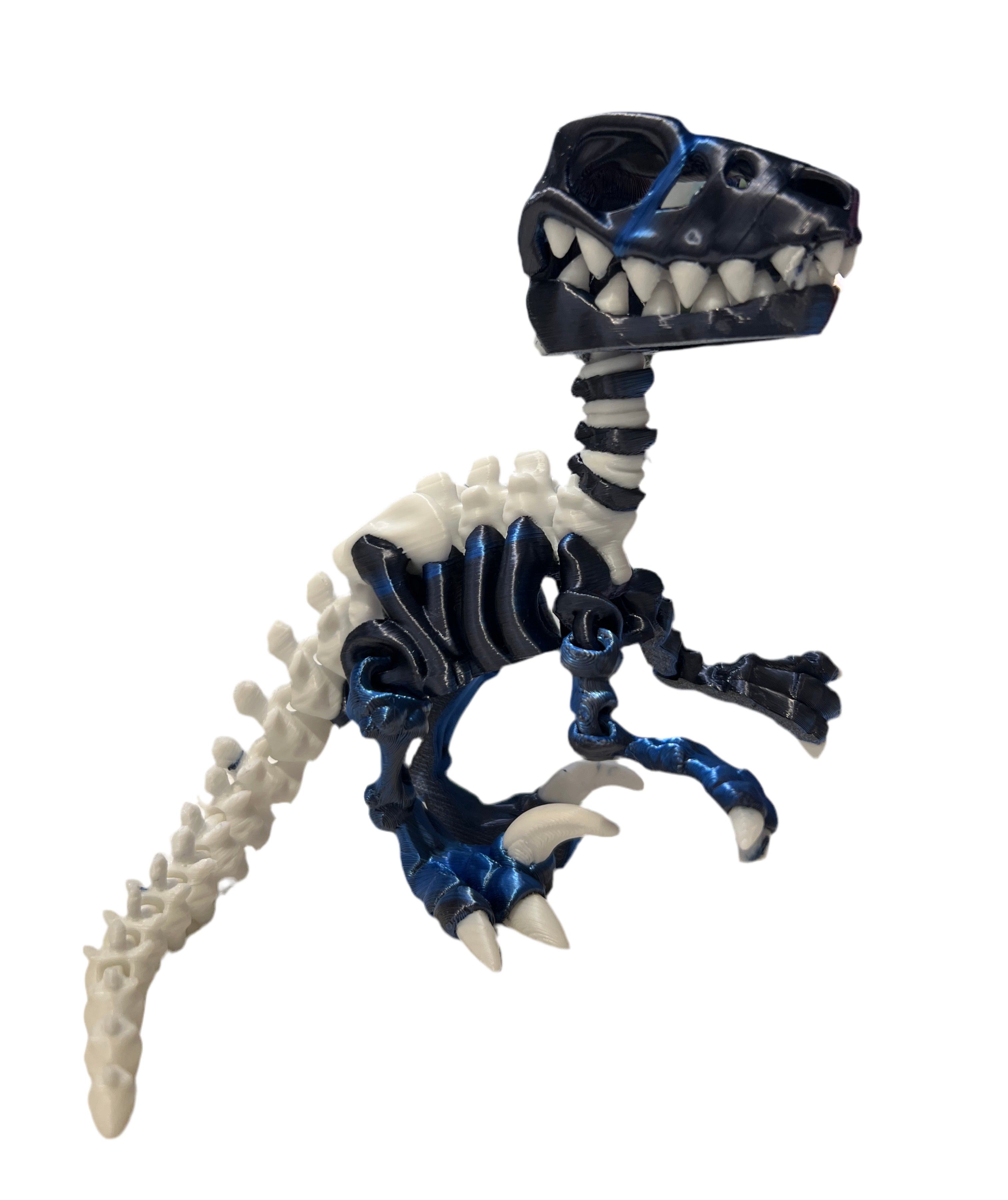 Raptor Skeleton