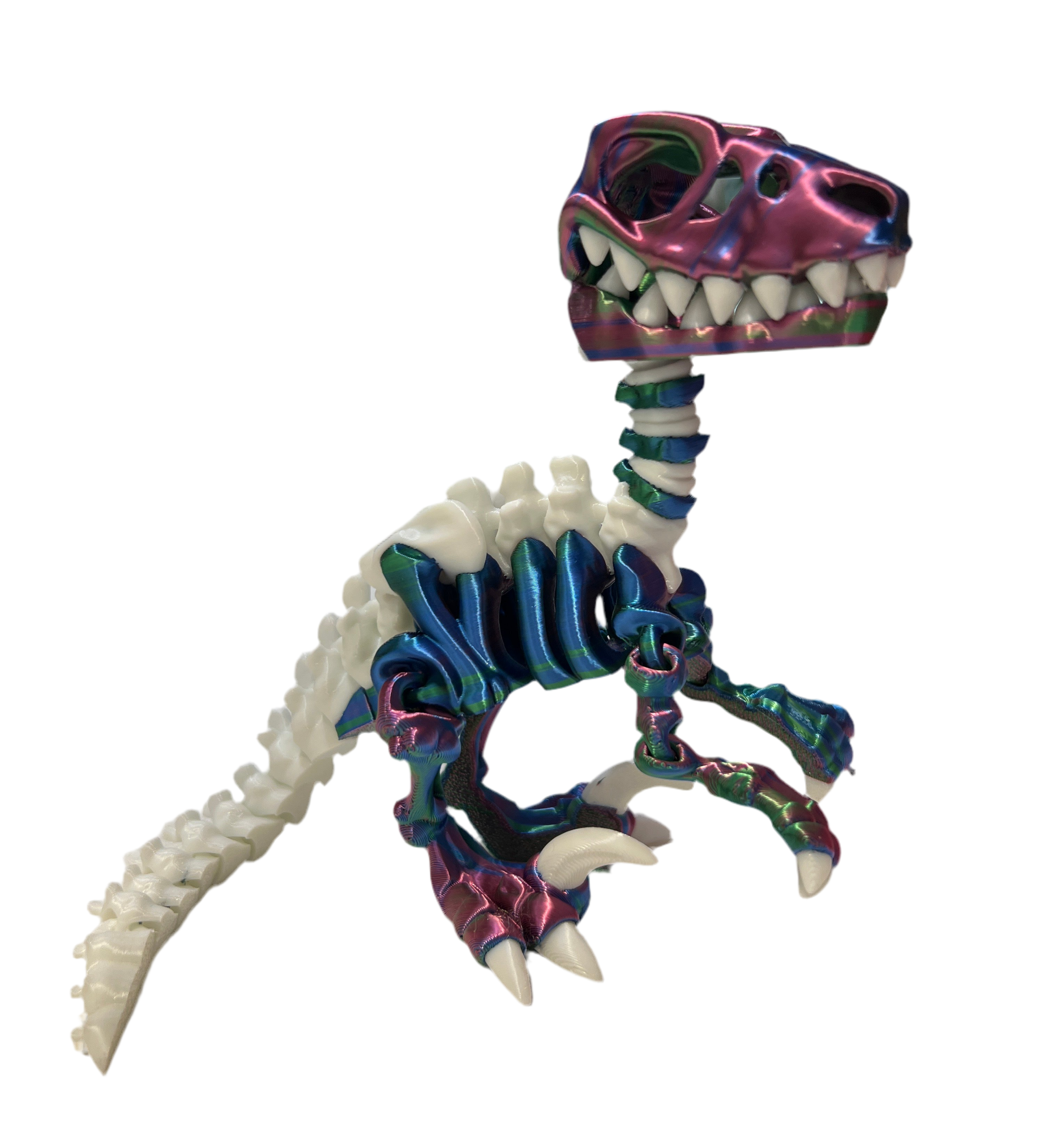 Raptor Skeleton