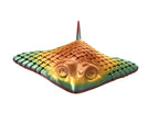 Stingrays - Small