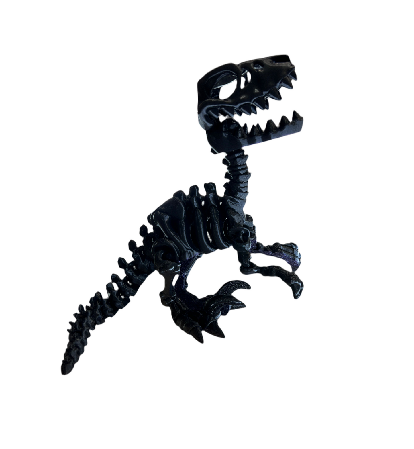 Raptor Skeleton