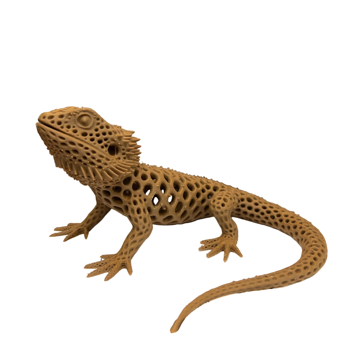 Bearded Dragon