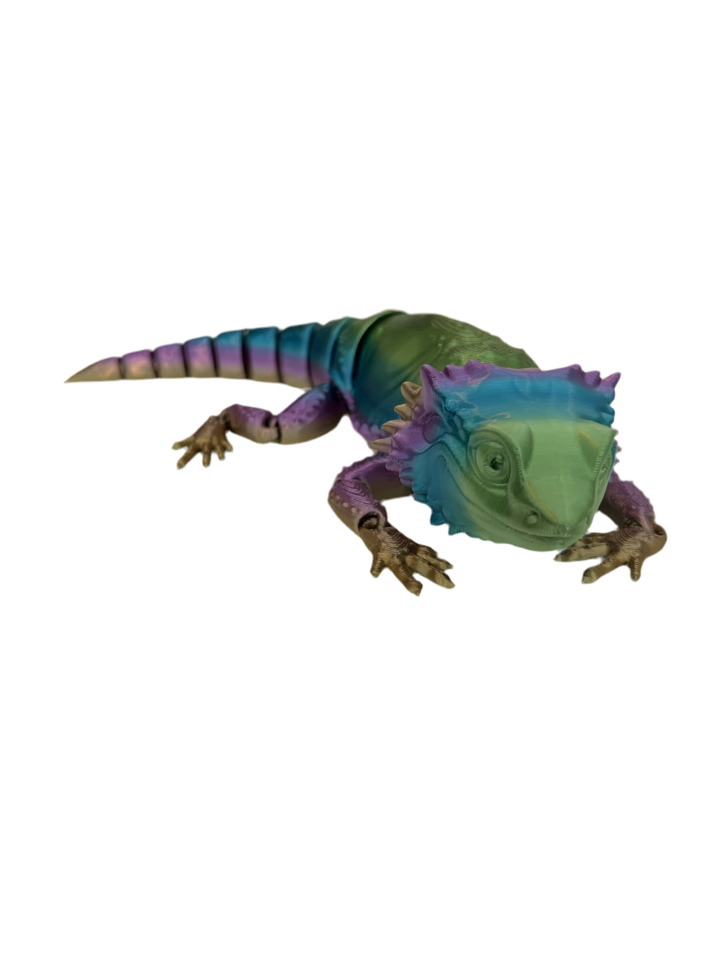 Bearded Dragons