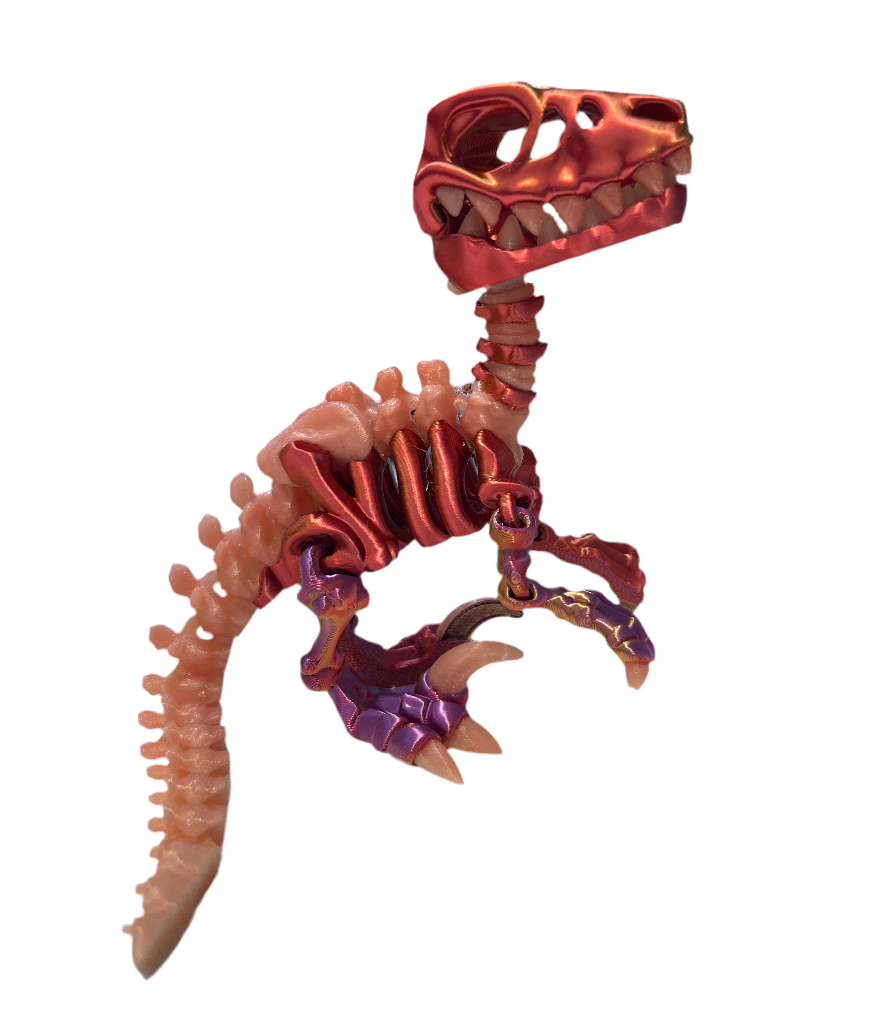 Raptor Skeleton